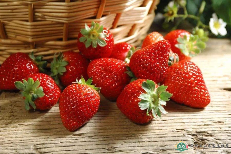 年末寒冬，来西山农家乐采摘草莓